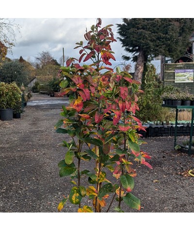 Amelanchier October Flame (12lt)