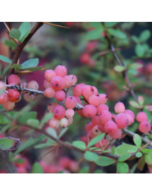 Berberis wilsoniae (5lt)