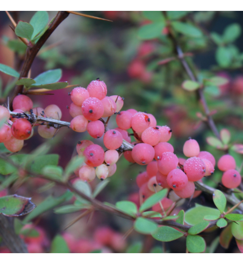 Berberis wilsoniae (5lt)