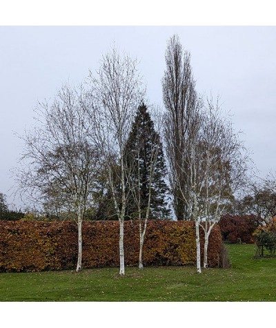 Betula utilis jacquemontii Doorenbos (35lt)