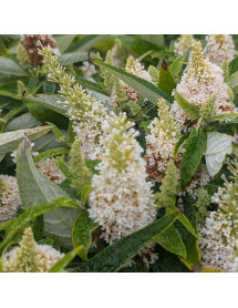 Buddleja davidii Butterfly Candy Little White (1.5lt)
