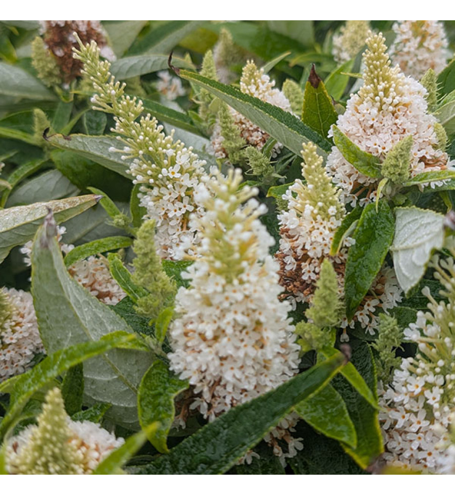 Buddleja davidii Butterfly Candy Little White (3lt)