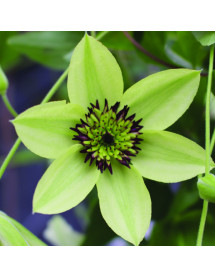 Clematis florida sieboldiana (3lt) Clematis florida sieboldiana (3lt)