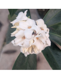 Daphne Perfume Princess White (2lt) Daphne Perfume Princess White (2lt)