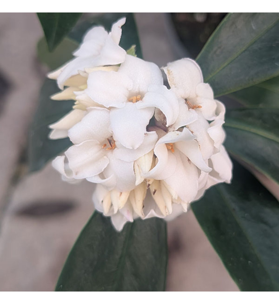 Daphne Perfume Princess White (2lt)