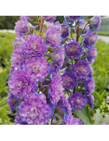 Delphinium Highlander Sweet Sensation (3lt) Delphinium Highlander Sweet Sensation (3lt)