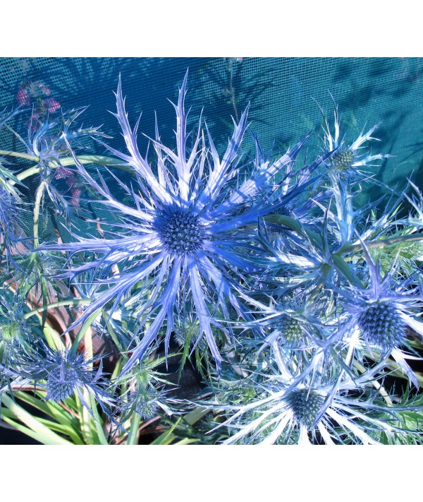 Eryngium x zabelii  Big Blue (2lt)