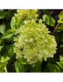 Hydrangea paniculata Little Fresco (5lt) Hydrangea paniculata Little Fresco (5lt)