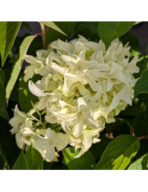 Hydrangea paniculata Little Fresco (5lt)