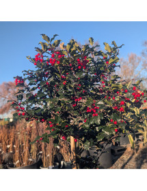 Ilex x meserveae Blue Princess (1m standards) (7.5lt)
