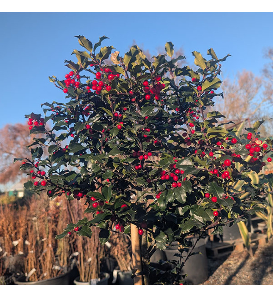 Ilex x meserveae Blue Princess (1m standards) (7.5lt)