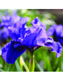 Iris Dwarf Ed's Blue (DB) (2lt)