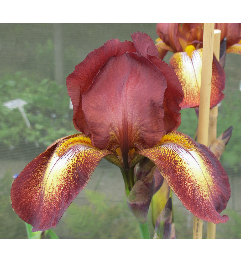 Iris Kent Pride (1lt)