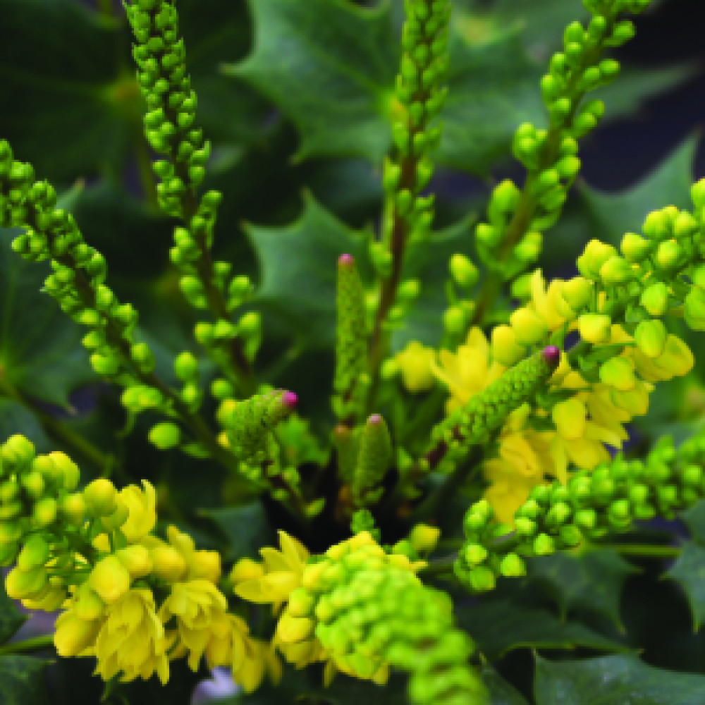 Mahonia x media Charity (7.5lt)