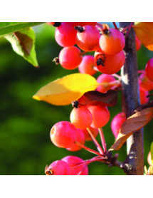 Malus Adirondack (AKA: Admiration) (13.5lt) Malus Adirondack (AKA: Admiration) (13.5lt)