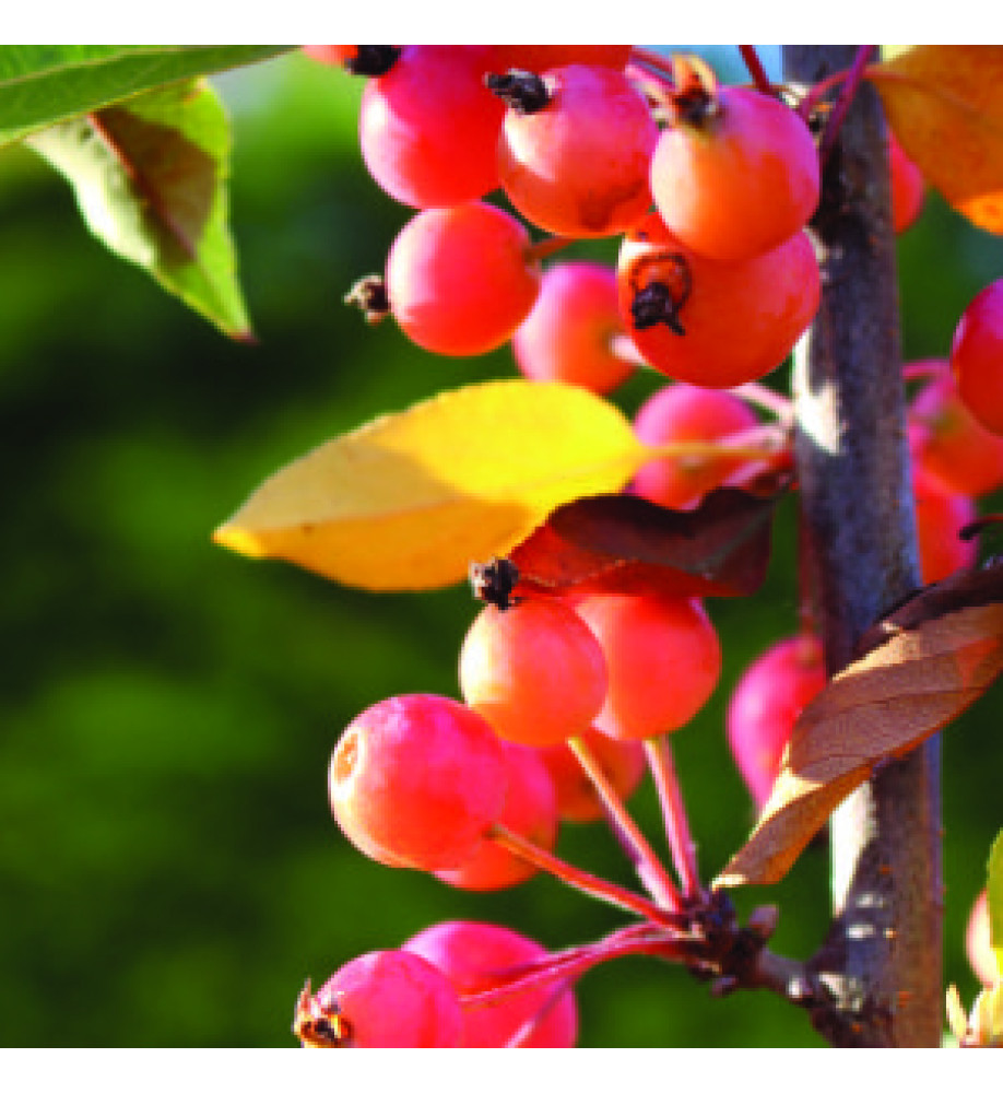 Malus Adirondack (AKA: Admiration) (13.5lt) Malus Adirondack (AKA: Admiration) (13.5lt)