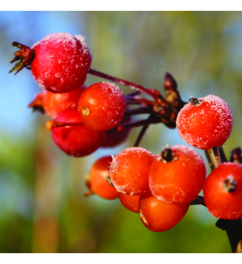 Malus Adirondack (AKA: Admiration) (13.5lt) Malus Adirondack (AKA: Admiration) (13.5lt)