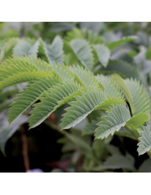 Melianthus major (10lt)