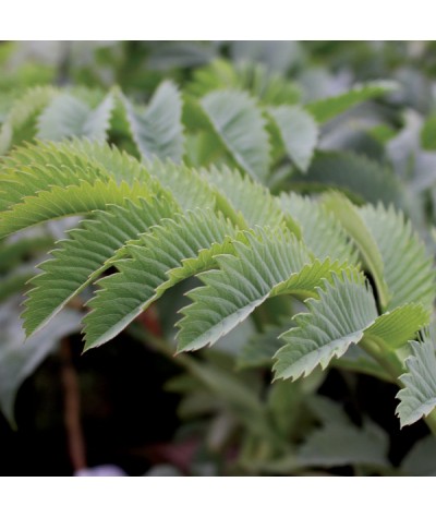 Melianthus major (2lt)