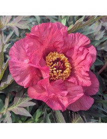 Paeonia Calliope (S) (7lt)