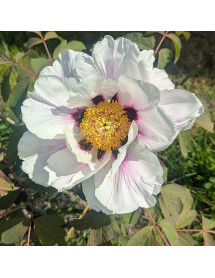 Paeonia lutea Ezra Pound (3lt)