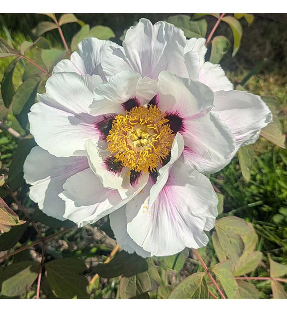 Paeonia lutea Ezra Pound (3lt)