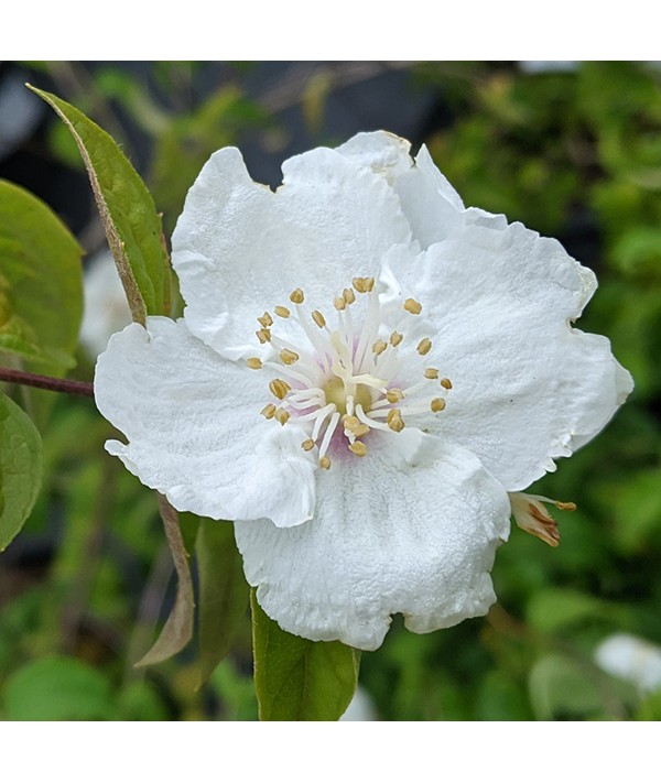 Philadelphus Beauclerk (7.5lt) Philadelphus Beauclerk (7.5lt)