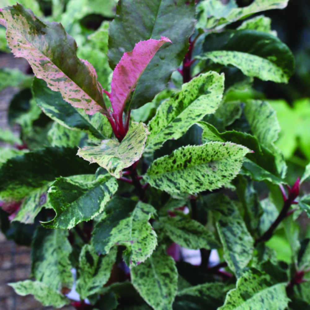 Photinia serratifolia Pink Crispy (5lt)