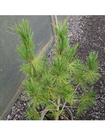 Pinus densiflora Alice Verkade (5lt)