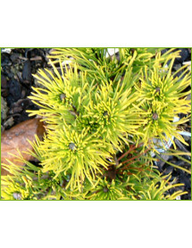 Pinus mugo Winter Gold (3lt)
