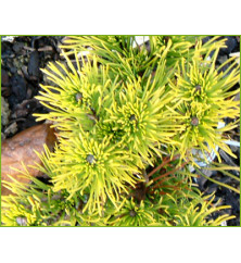 Pinus mugo Winter Gold (3lt)