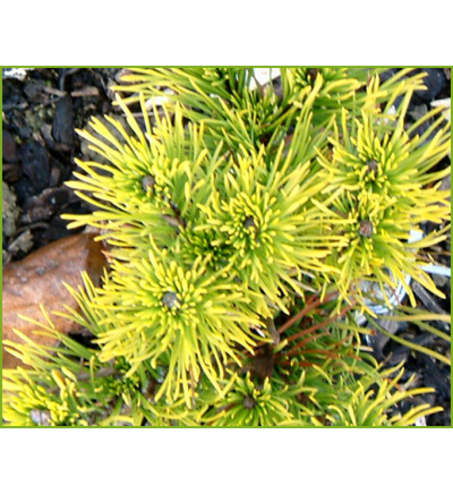 Pinus mugo Winter Gold (3lt)