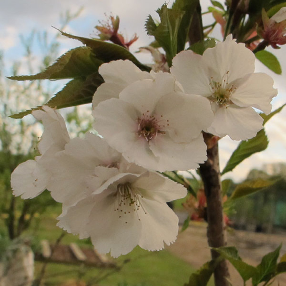 Prunus Sunset Boulevard (12lt) Prunus Sunset Boulevard (12lt)