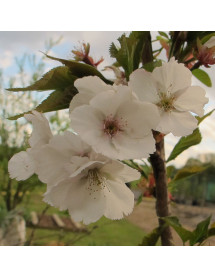 Prunus Sunset Boulevard (12lt)