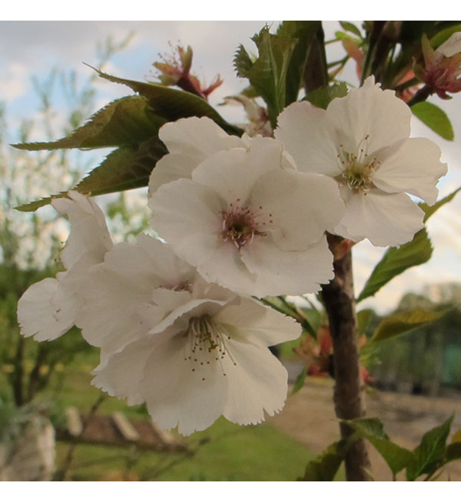 Prunus Sunset Boulevard (12lt)