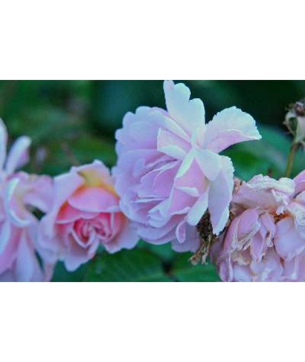 Rosa Fantin-Latour (centifolia hybrid) (6lt)