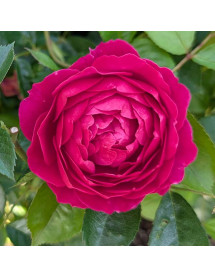 Rosa Pure Aroma (6lt)