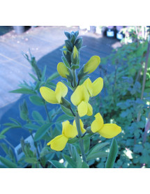 Thermopsis chinensis (3lt)