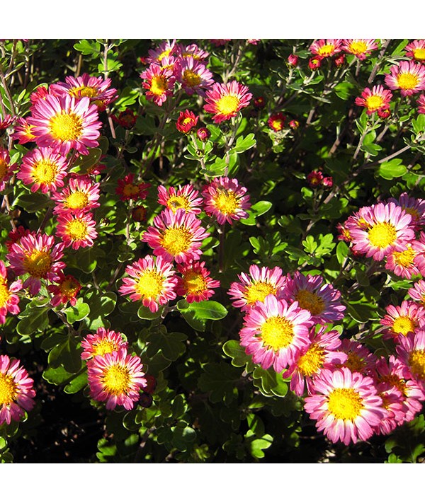Chrysanthemum Wills Wonderful (21d) (1lt)