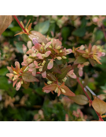 Abelia x grandiflora Caramel Charm (5lt)