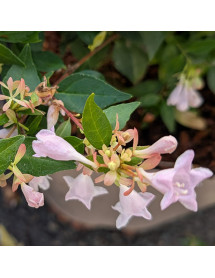 Abelia x grandiflora Caramel Charm (5lt)