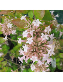Abelia chinensis (7.5lt)
