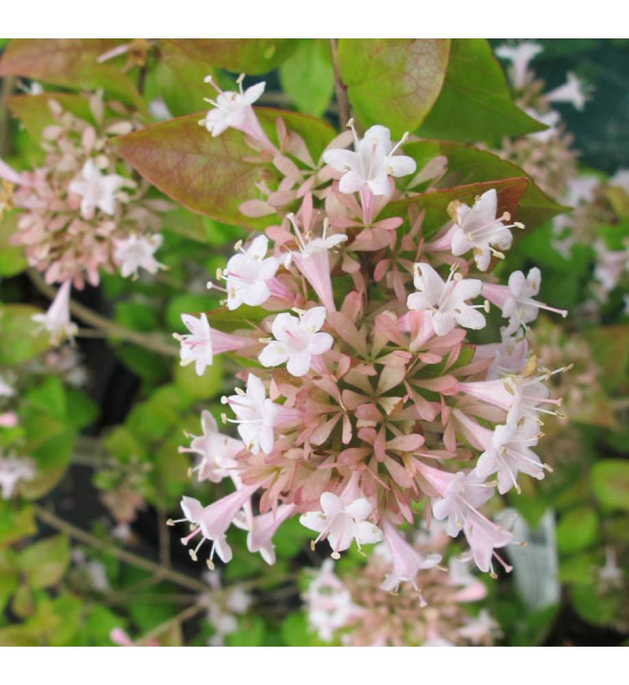Abelia chinensis (7.5lt)
