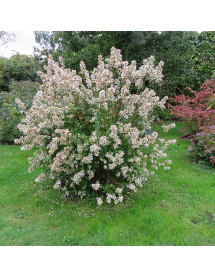Abelia chinensis (7.5lt)