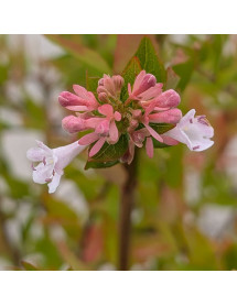 Abelia chinensis Autumn Festival (3lt)