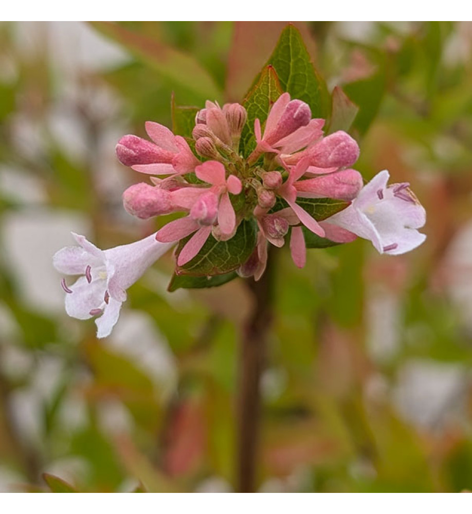 Abelia chinensis Autumn Festival (3lt)