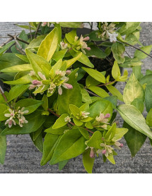 Abelia chinensis Summer Gold (7.5lt)