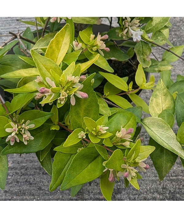 Abelia chinensis Summer Gold (3lt)