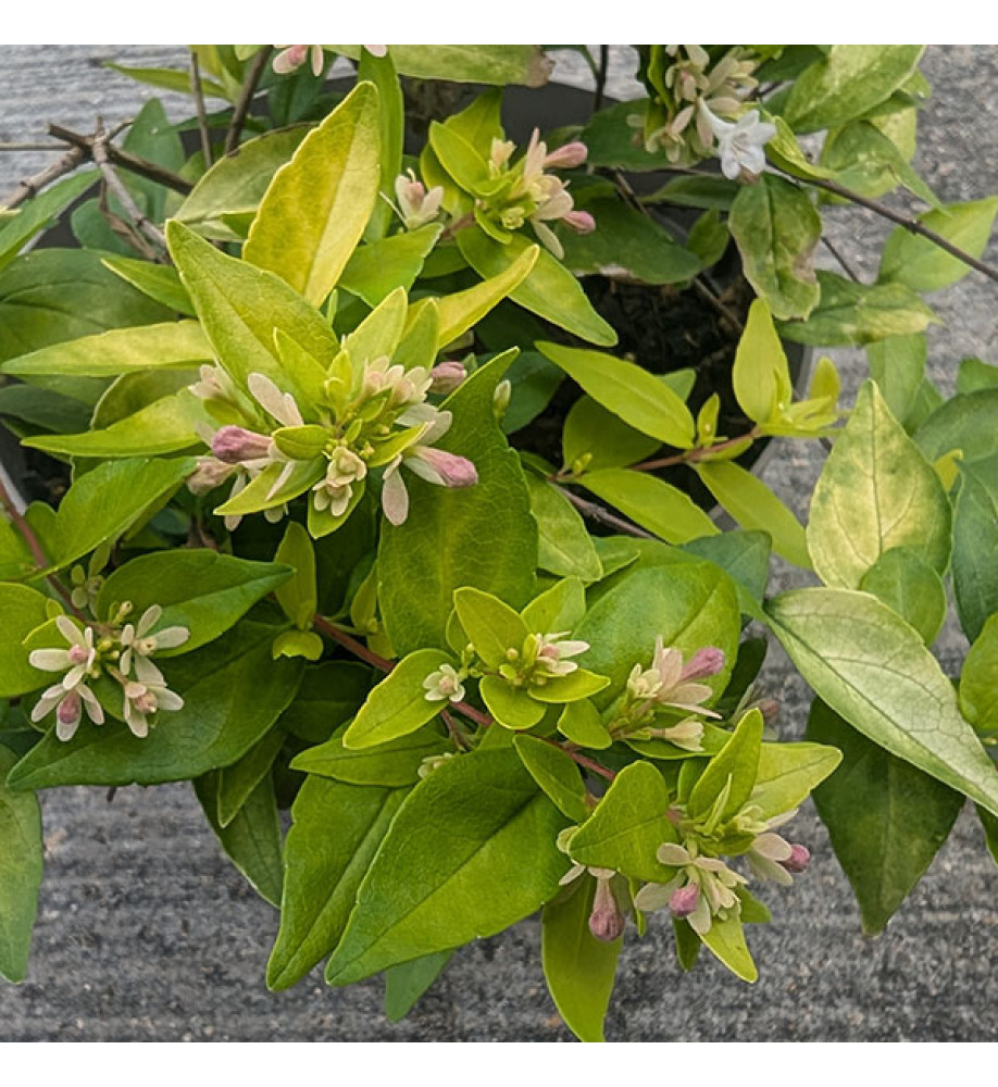 Abelia chinensis Summer Gold (7.5lt)