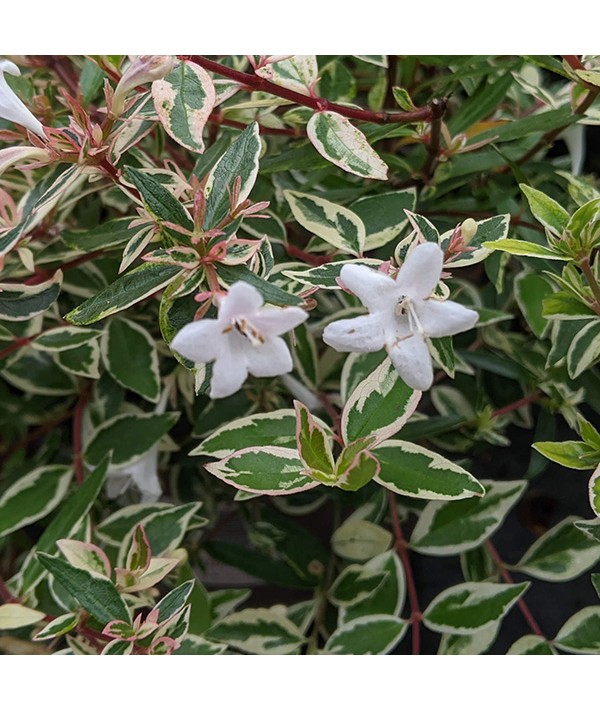 Abelia chinensis variegata (2lt) Abelia chinensis variegata (2lt)
